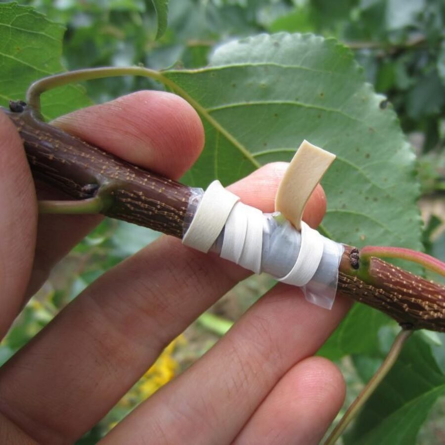 Special Grafting Rubber Band Application