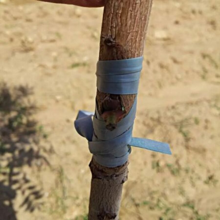 blue special grafting rubber band