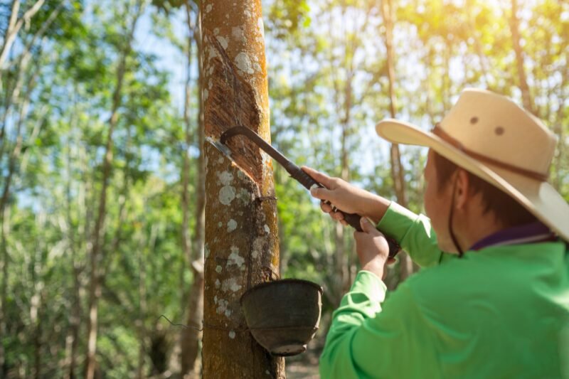 How rubber is made from brasiliensis trees by rubber tapping