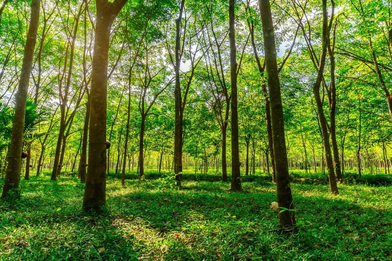 Rubber Hevea brasiliensis tree Renewable